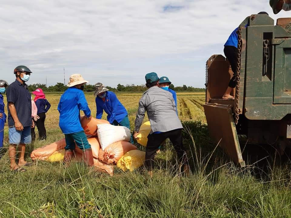 Gặt lúa giúp dân trong khu vực phong tỏa tạm thời ảnh 6