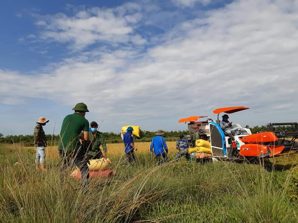 Gặt lúa giúp dân trong khu vực phong tỏa tạm thời ảnh 9