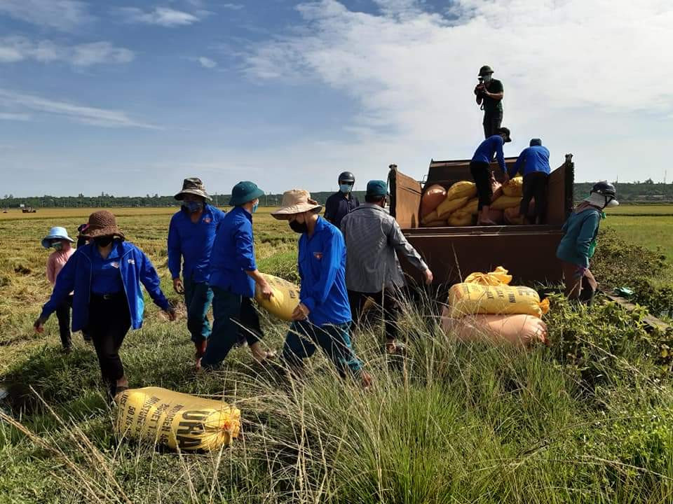 Gặt lúa giúp dân trong khu vực phong tỏa tạm thời ảnh 5