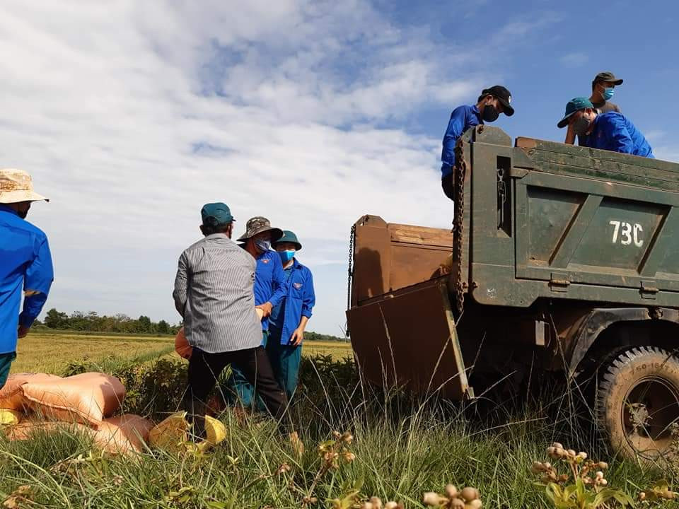 Gặt lúa giúp dân trong khu vực phong tỏa tạm thời ảnh 7