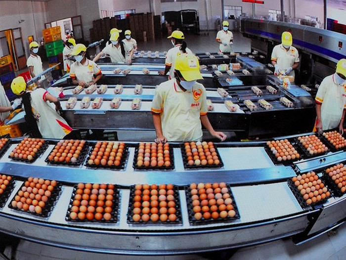 Trong 'bão' dịch tả lợn châu Phi: Việt Nam có bao nhiêu vùng an toàn dịch bệnh? ảnh 2