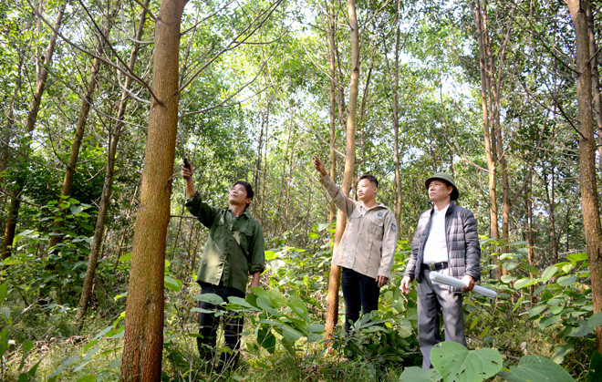 Xuất khẩu gỗ và lâm sản năm 2019 đạt trên 11 tỷ USD ảnh 2