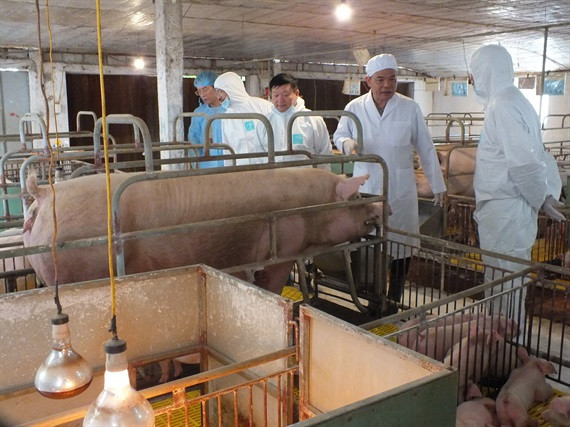 Bộ Nông nghiệp báo cáo khẩn Thủ tướng tình hình thịt lợn ảnh 2