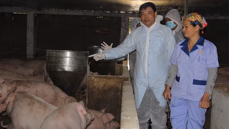 Nhiều tín hiệu tích cực về nguồn cung thịt lợn dịp Tết ảnh 1