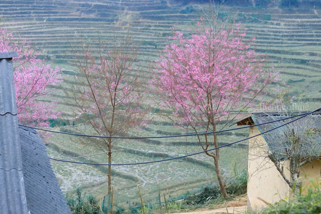 Mùa xuân về trên Mù Cang Chải ảnh 1