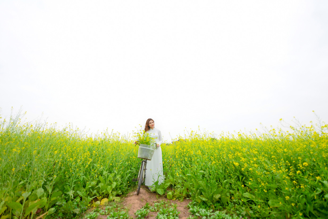 Nữ sinh Kinh Công đẹp dịu dàng giữa cánh đồng hoa cải vàng rực rỡ ảnh 3