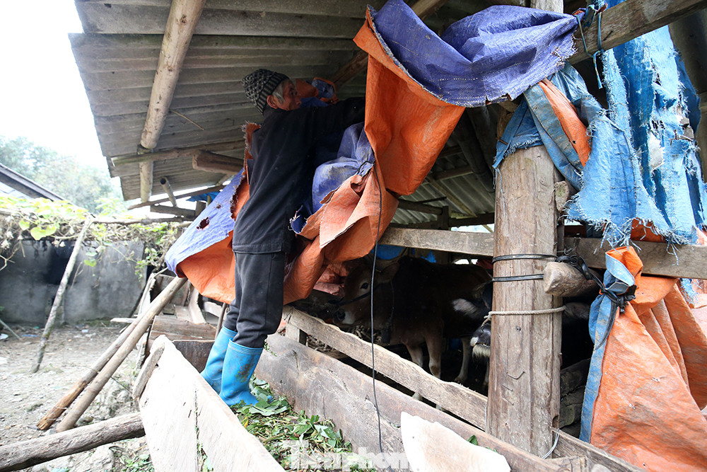 Hà Giang rét tê tái, người dân nổi lửa sưởi ấm cho gia súc ảnh 7