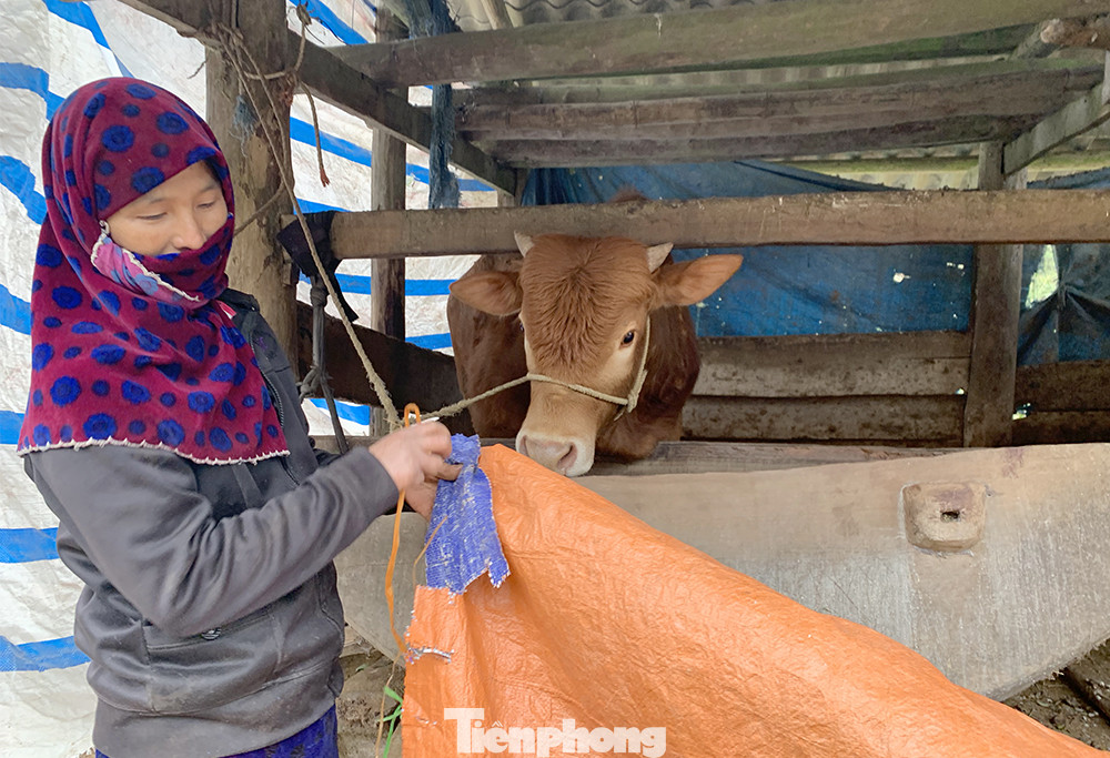 Hà Giang rét tê tái, người dân nổi lửa sưởi ấm cho gia súc ảnh 8