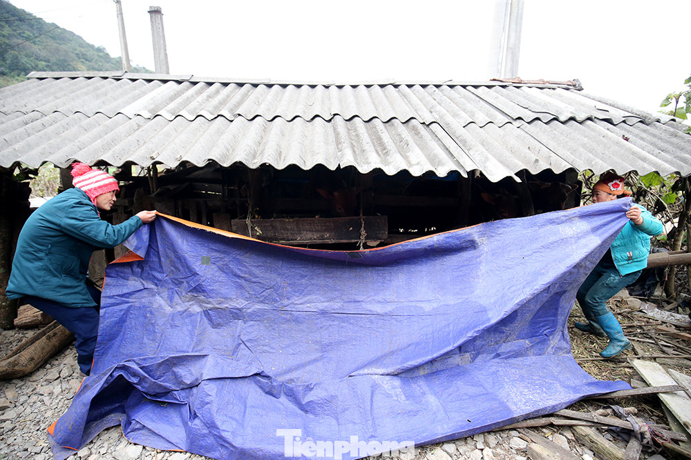 Hà Giang rét tê tái, người dân nổi lửa sưởi ấm cho gia súc ảnh 6