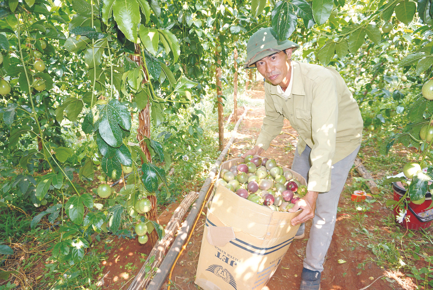 DOVECO - người đơm quả ngọt trên những 'vùng đất hứa' ảnh 1