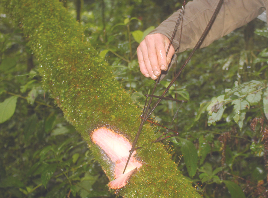 Tôi đi săn chuột 'quý tộc' ảnh 6