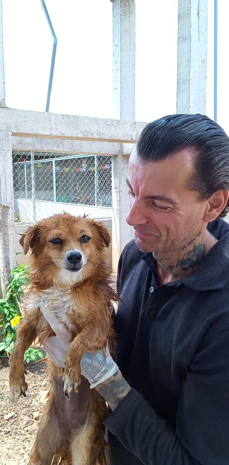 Quý ông giải cứu chó mèo ảnh 1