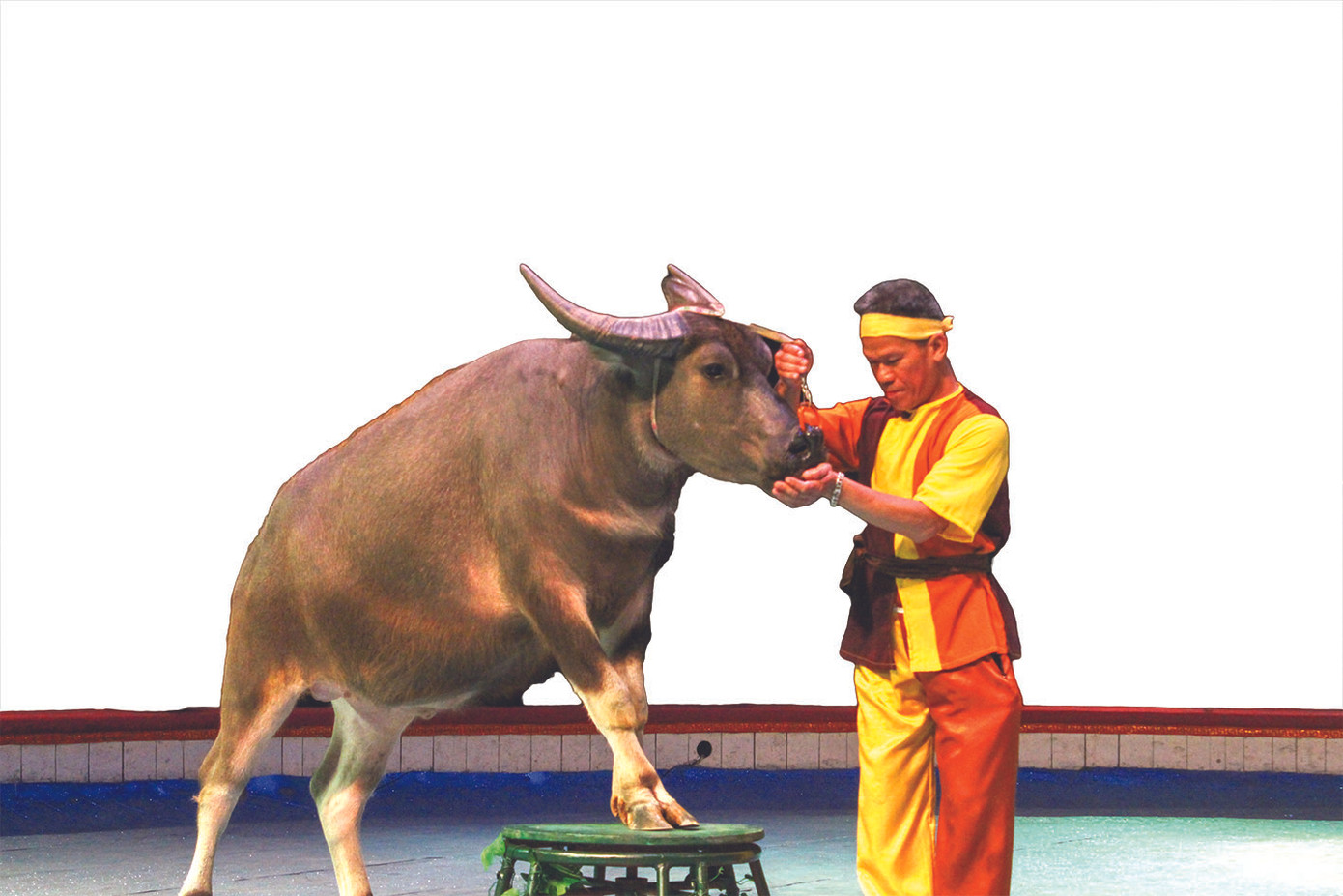Khi trâu làm trò ảnh 1