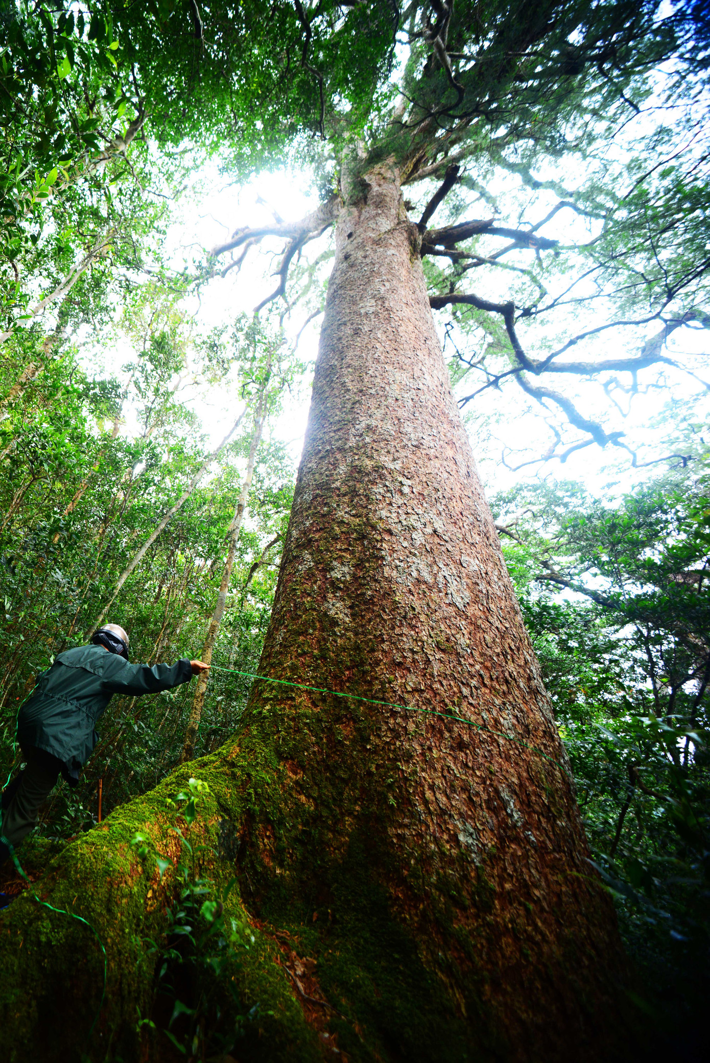 Rừng và kiểm lâm: Tiếng gọi nơi hoang dã ảnh 2