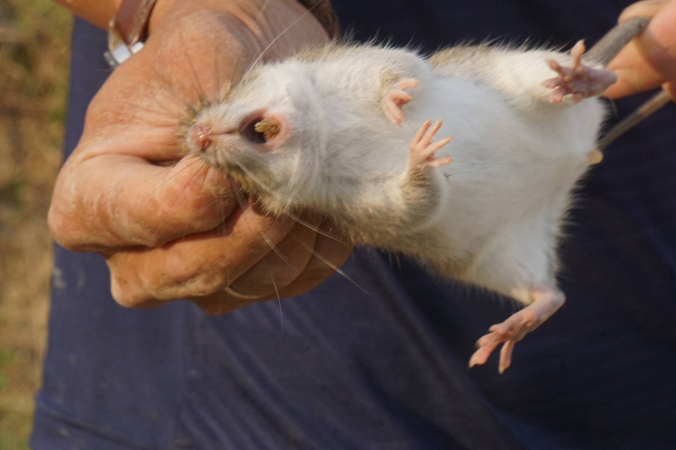 Chuột đồng, lòng vòng giai thoại ảnh 4