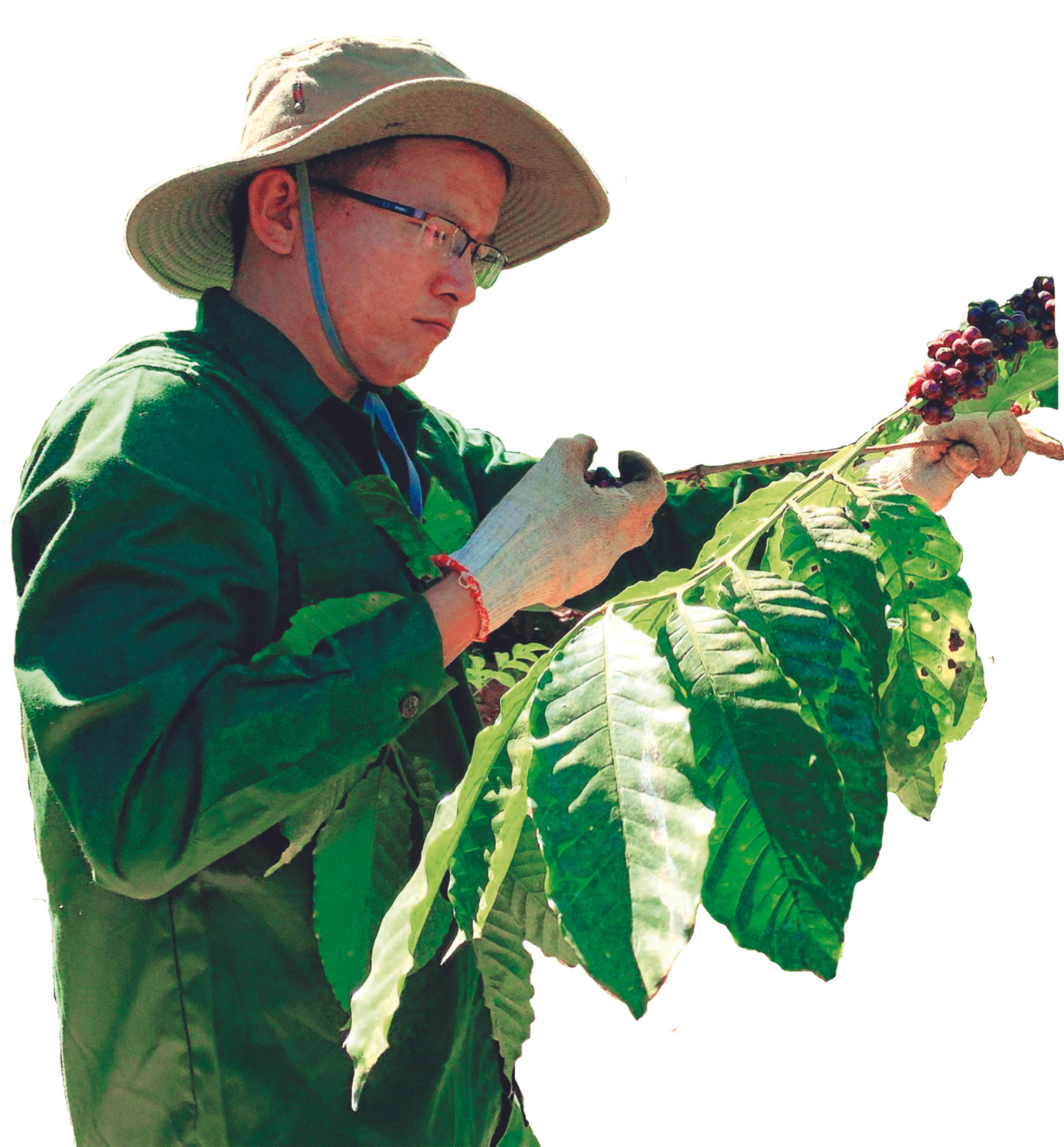 Cà phê đánh thức khát vọng ảnh 2