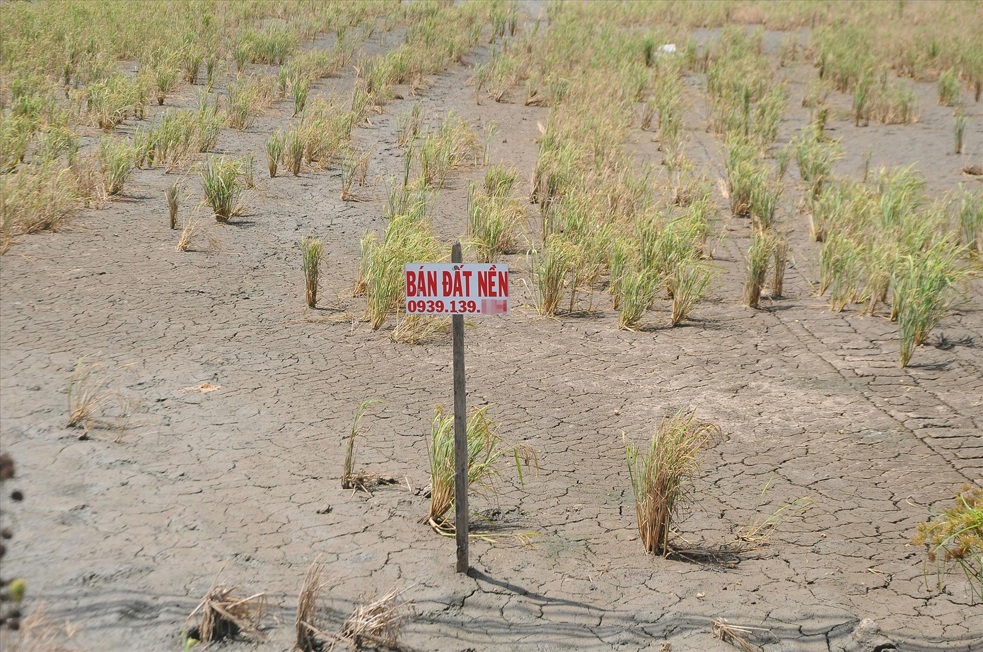 Quay quắt ứng phó với hạn mặn lịch sử ảnh 1