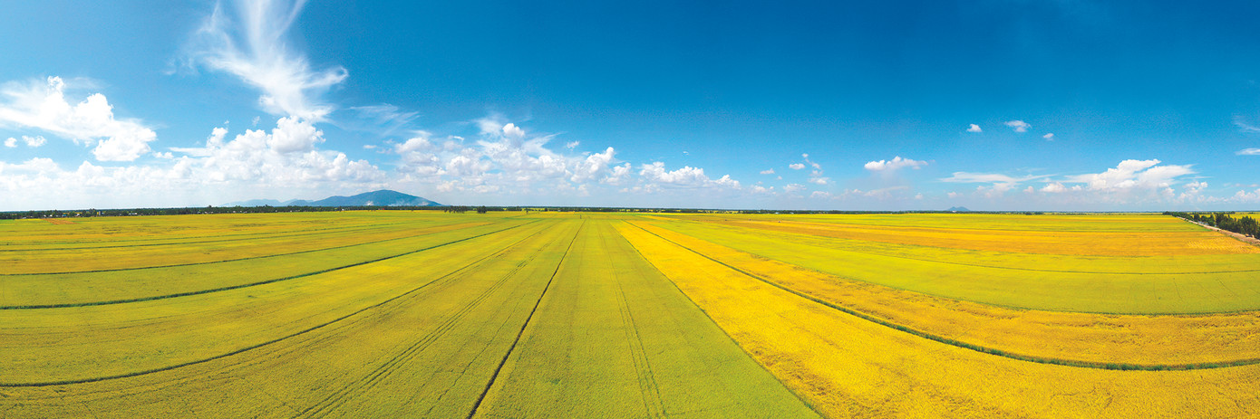 Bắt tay vì một 'cánh đồng hạnh phúc' ảnh 1