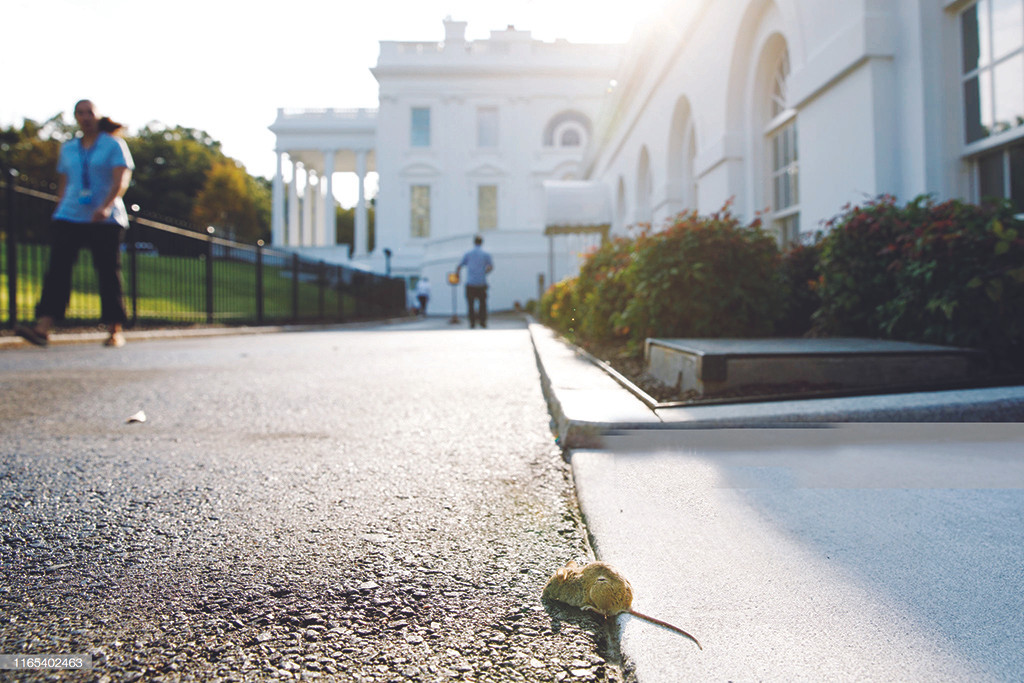 Chuột tác động đến ông Putin, Bắc Kinh và Nhà Trắng thế nào? ảnh 1