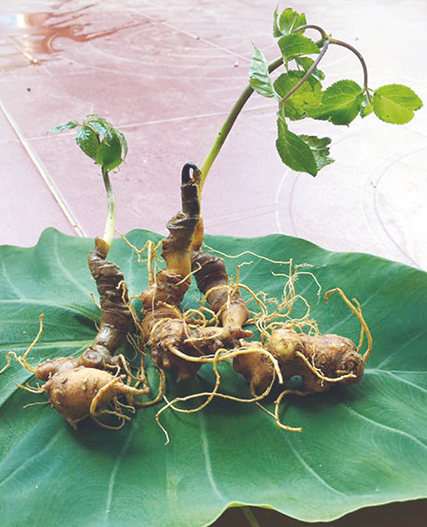 Tôi đi săn chuột 'quý tộc' ảnh 2