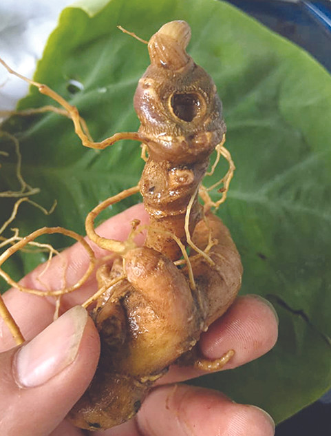 Tôi đi săn chuột 'quý tộc' ảnh 3