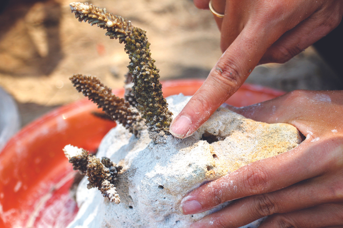 Biệt đội 'xả stress' cho san hô ảnh 1