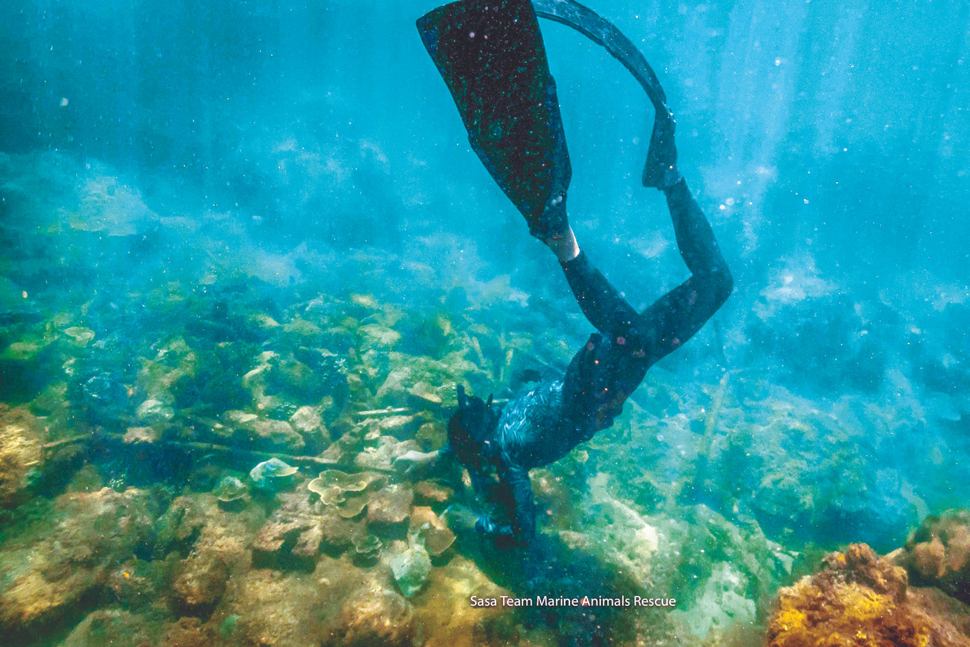 Biệt đội 'xả stress' cho san hô ảnh 2