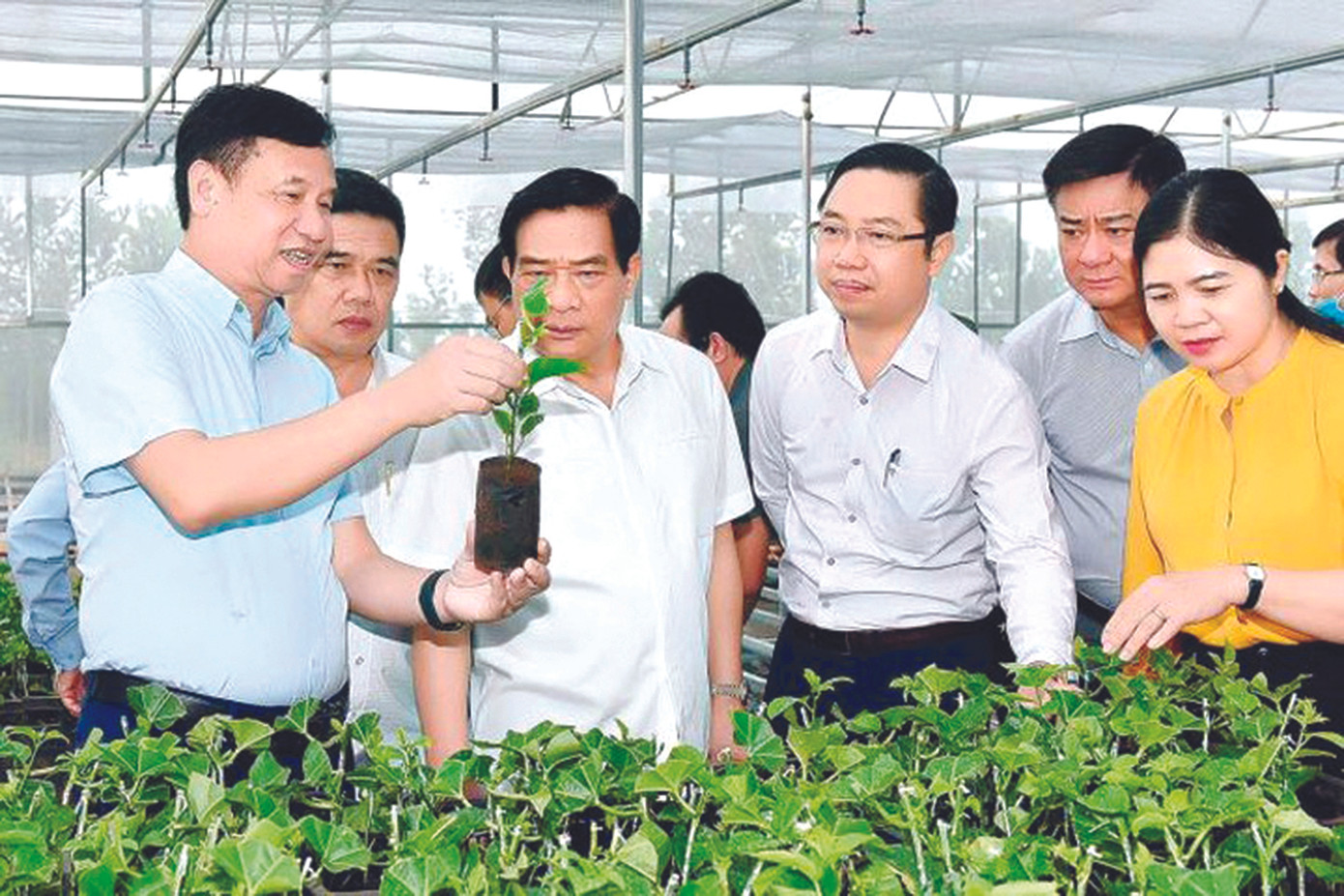 DOVECO - người đơm quả ngọt trên những 'vùng đất hứa' ảnh 2