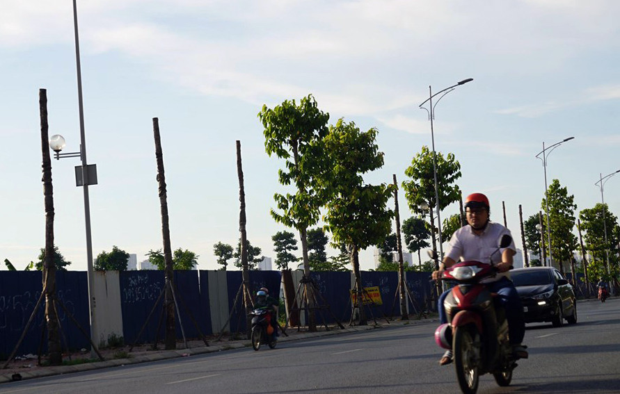 Hàng loạt cây xanh chết khô trên đường 'nghìn tỷ' ở Hà Nội ảnh 8