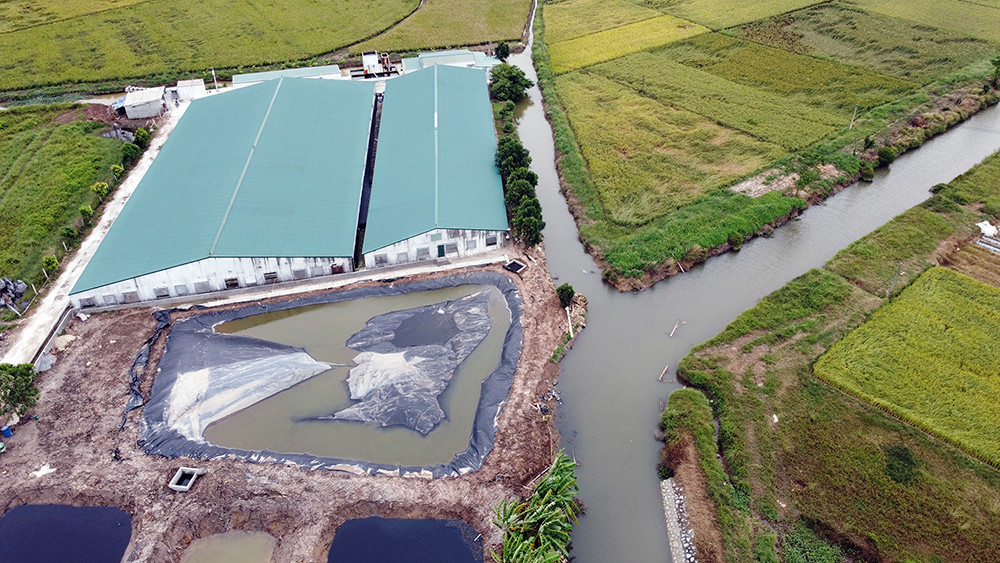 Cận cảnh nước thải trang trại lợn bủa vây khu dân cư ở Hải Phòng ảnh 2