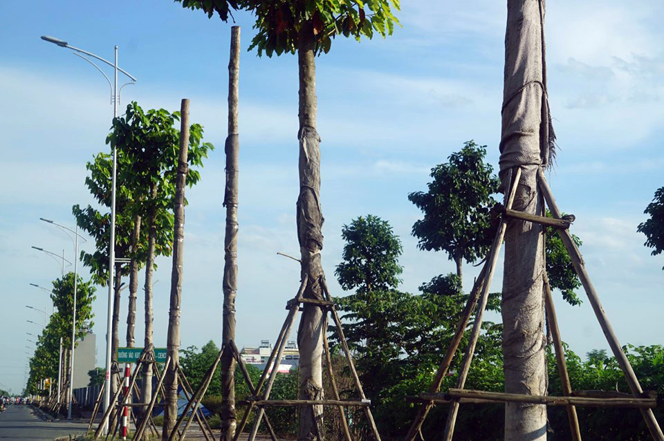 Hàng loạt cây xanh chết khô trên đường 'nghìn tỷ' ở Hà Nội ảnh 3