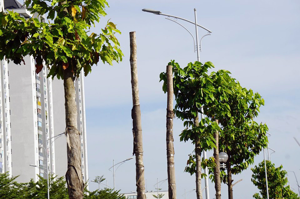 Hàng loạt cây xanh chết khô trên đường 'nghìn tỷ' ở Hà Nội ảnh 10