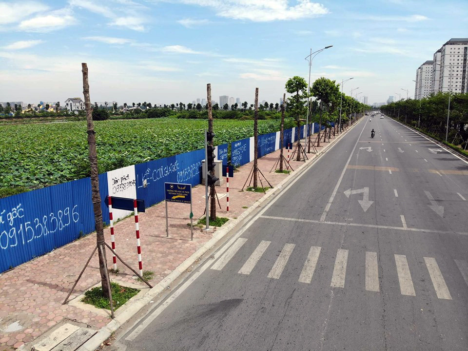 Hàng loạt cây xanh chết khô trên đường 'nghìn tỷ' ở Hà Nội ảnh 2