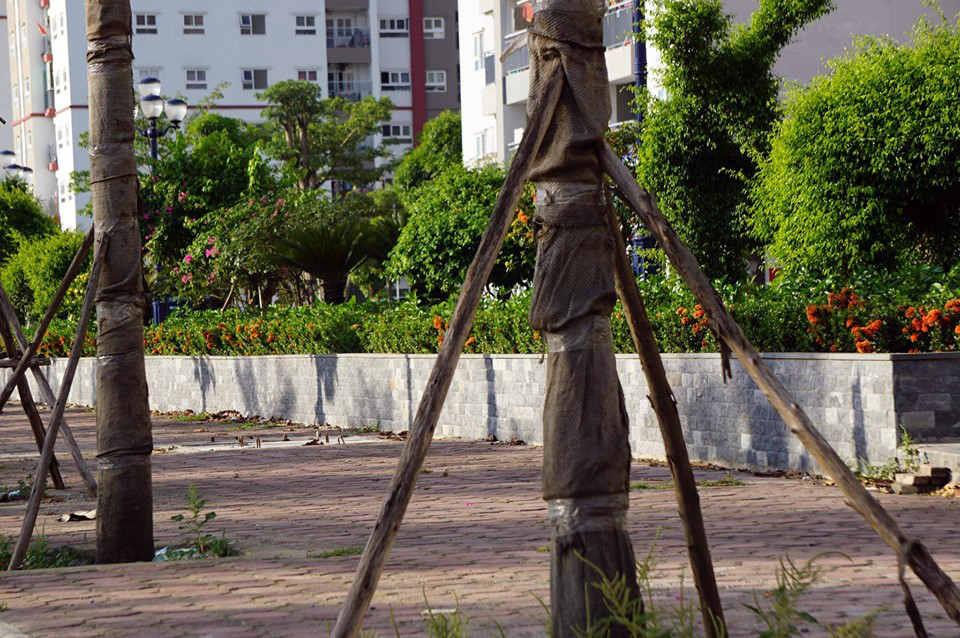 Hàng loạt cây xanh chết khô trên đường 'nghìn tỷ' ở Hà Nội ảnh 11