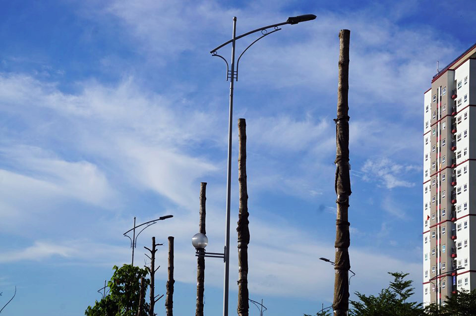 Hàng loạt cây xanh chết khô trên đường 'nghìn tỷ' ở Hà Nội ảnh 5