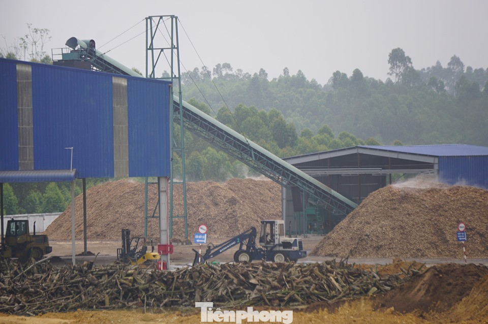 Người dân Phú Thọ 'than trời' vì xưởng chế biến gỗ gây ô nhiễm ảnh 1