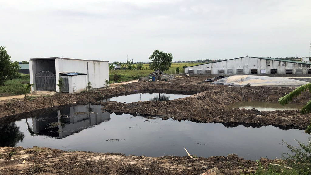 Cận cảnh nước thải trang trại lợn bủa vây khu dân cư ở Hải Phòng ảnh 8