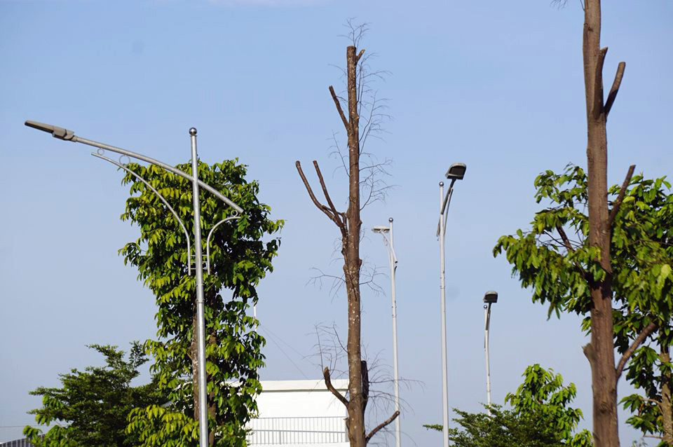 Hàng loạt cây xanh chết khô trên đường 'nghìn tỷ' ở Hà Nội ảnh 12