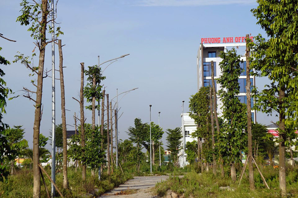Hàng loạt cây xanh chết khô trên đường 'nghìn tỷ' ở Hà Nội ảnh 13