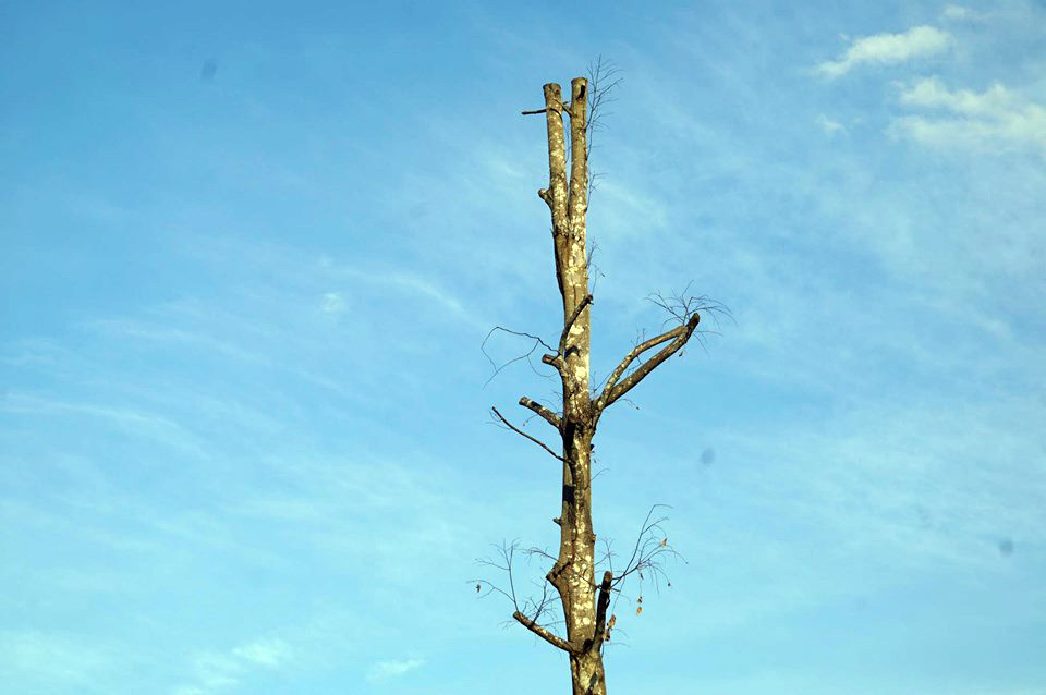 Hàng loạt cây xanh chết khô trên đường 'nghìn tỷ' ở Hà Nội ảnh 7