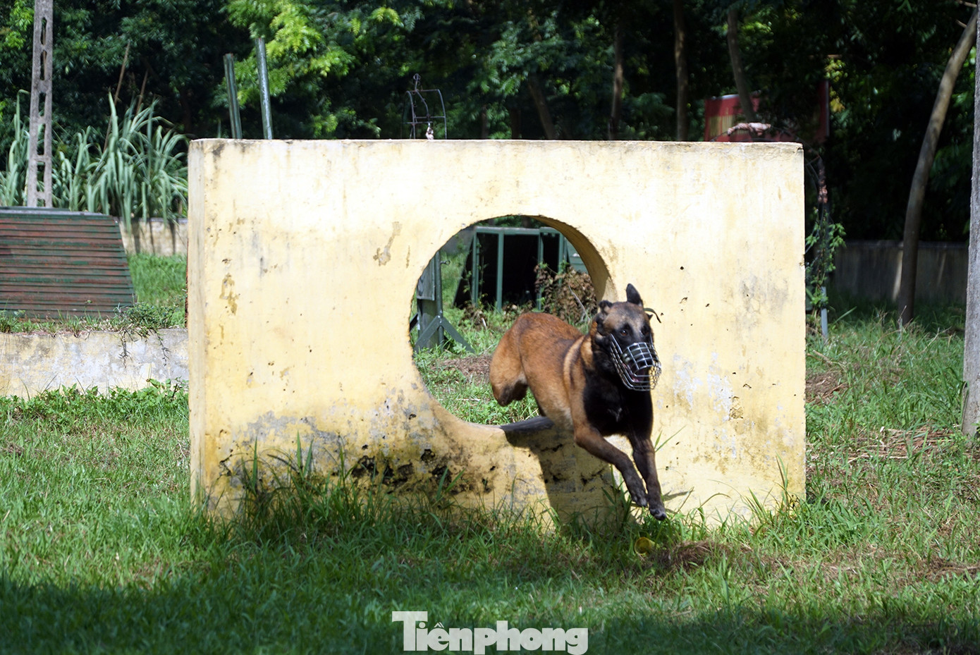 Tận thấy cảnh khuyển phát hiện ma túy, cỏ Mỹ và truy bắt tội phạm ảnh 6