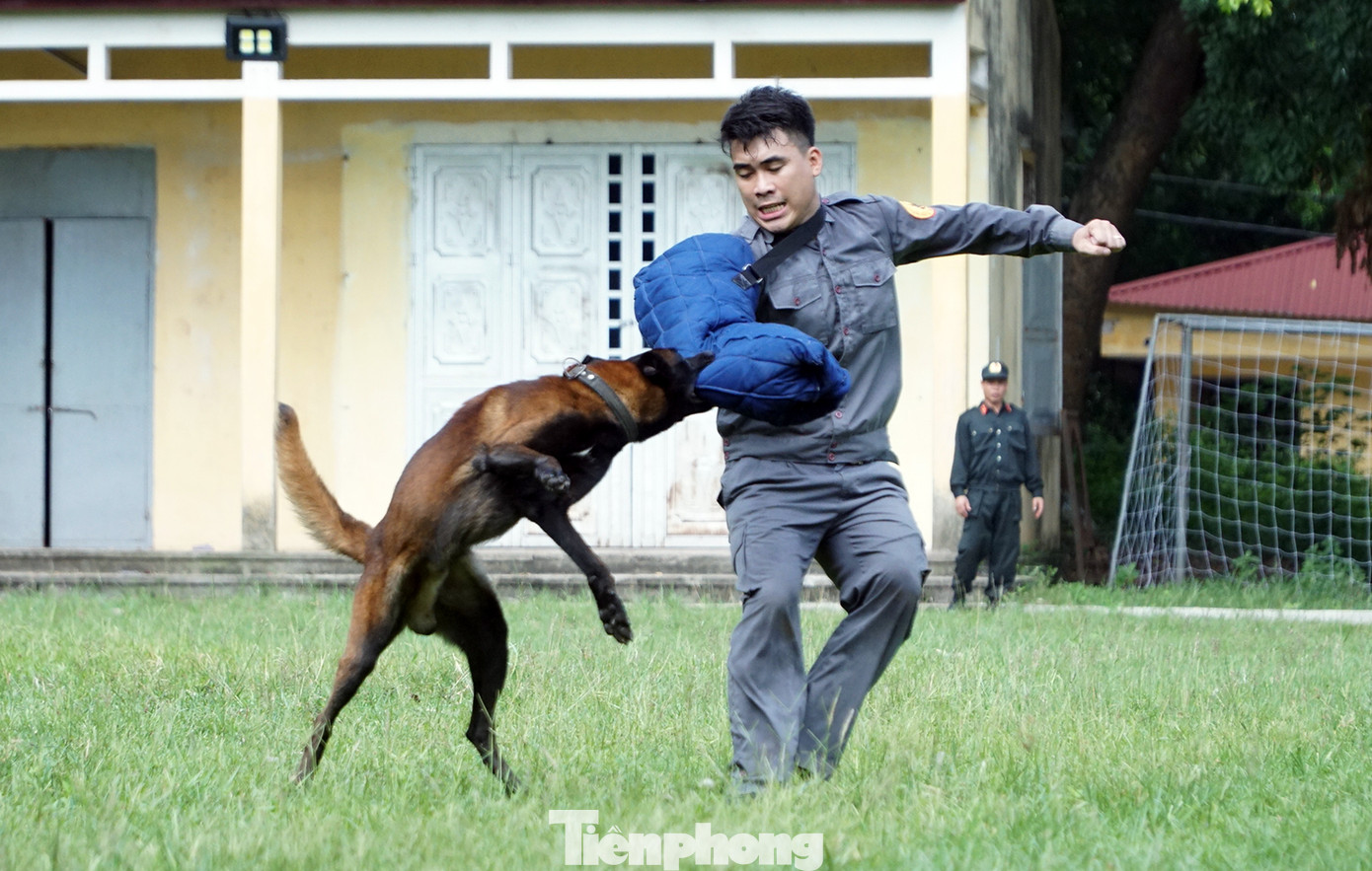 Tận thấy cảnh khuyển phát hiện ma túy, cỏ Mỹ và truy bắt tội phạm ảnh 8