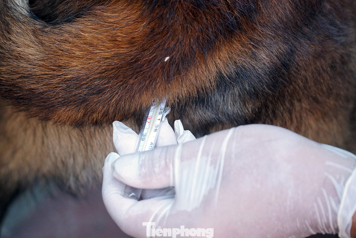 Tận thấy cảnh khuyển phát hiện ma túy, cỏ Mỹ và truy bắt tội phạm ảnh 3