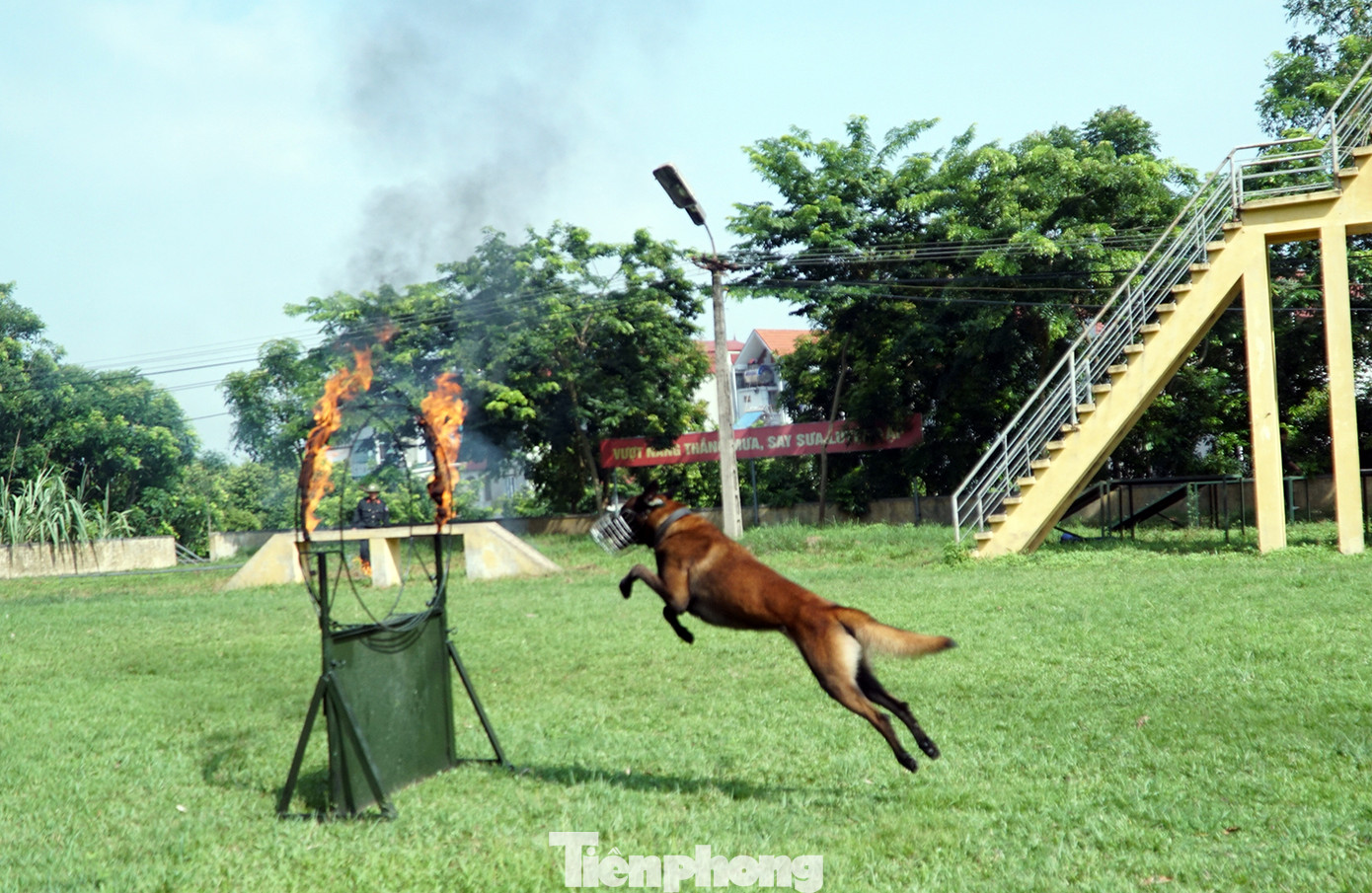 Tận thấy cảnh khuyển phát hiện ma túy, cỏ Mỹ và truy bắt tội phạm ảnh 5