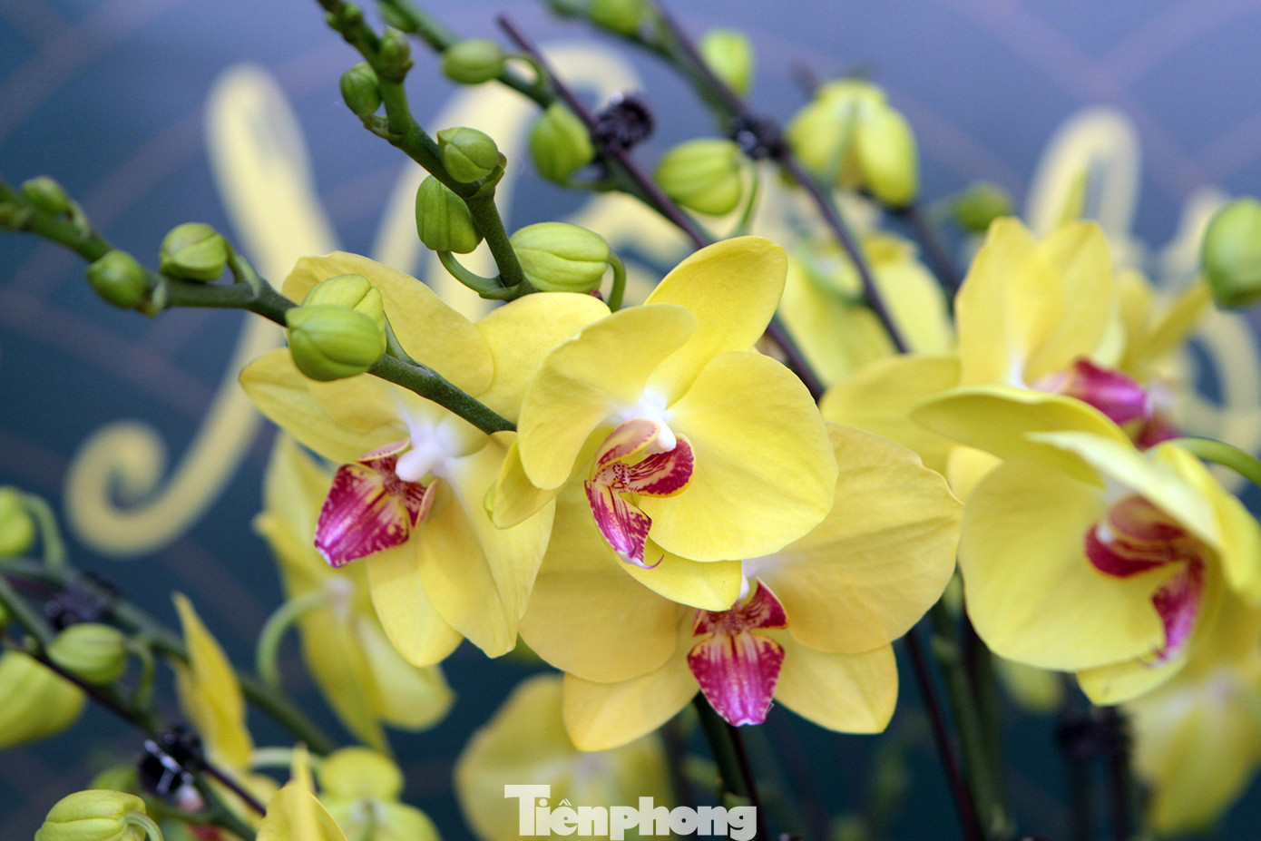 Chậu lan hồ điệp giá nghìn đô xuống phố chơi Tết sớm ảnh 9