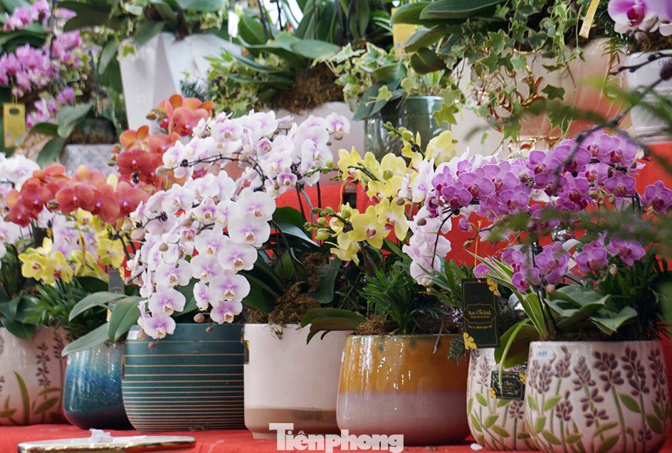 Chậu lan hồ điệp giá nghìn đô xuống phố chơi Tết sớm ảnh 6