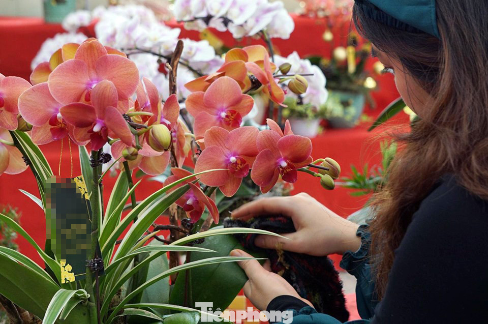 Chậu lan hồ điệp giá nghìn đô xuống phố chơi Tết sớm ảnh 10