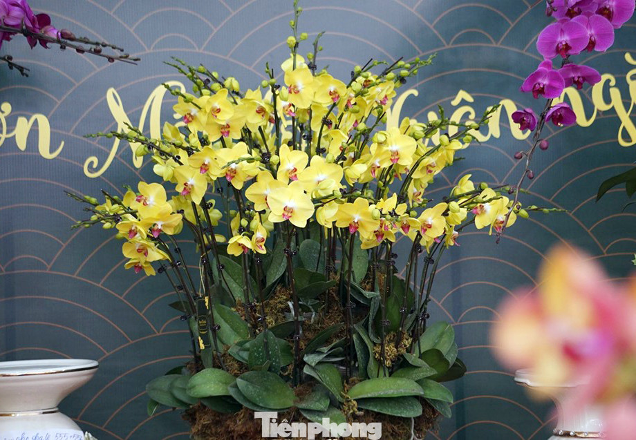 Chậu lan hồ điệp giá nghìn đô xuống phố chơi Tết sớm ảnh 2