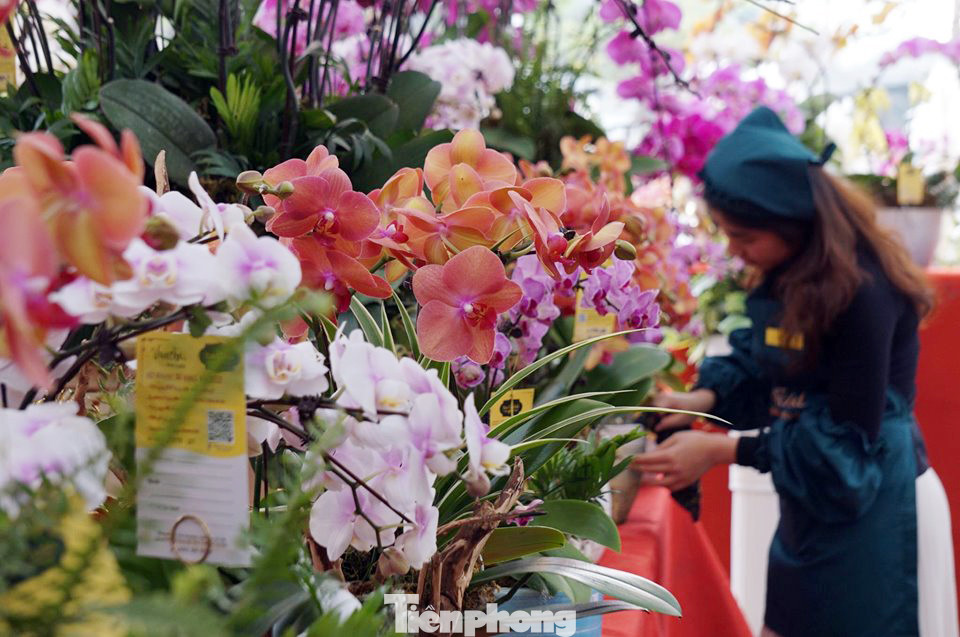 Chậu lan hồ điệp giá nghìn đô xuống phố chơi Tết sớm ảnh 1