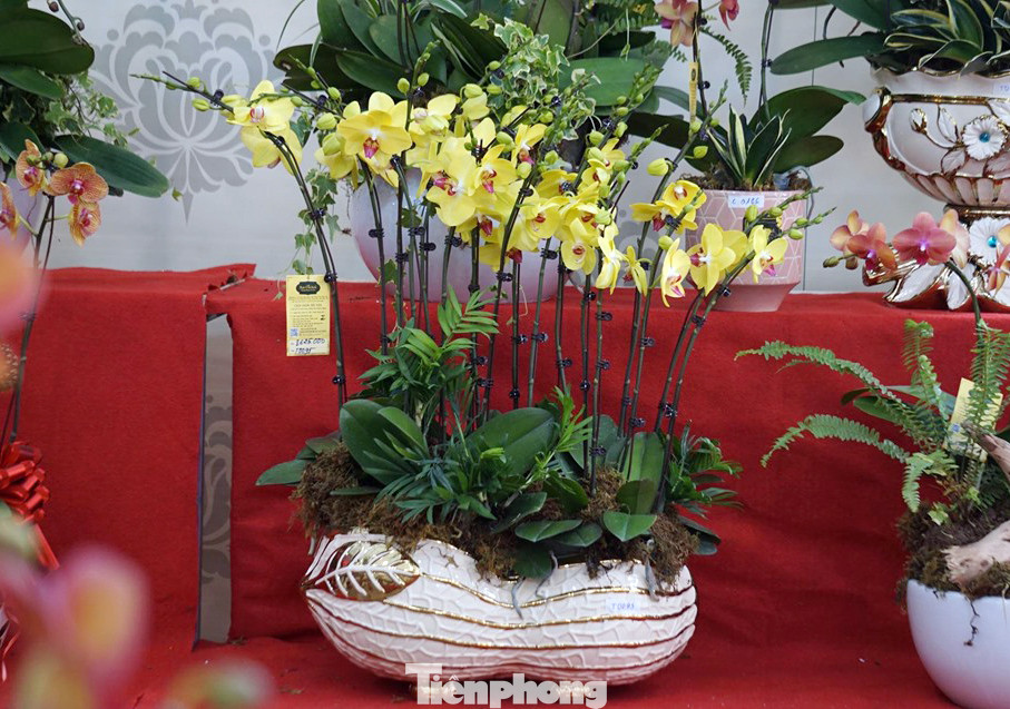 Chậu lan hồ điệp giá nghìn đô xuống phố chơi Tết sớm ảnh 5